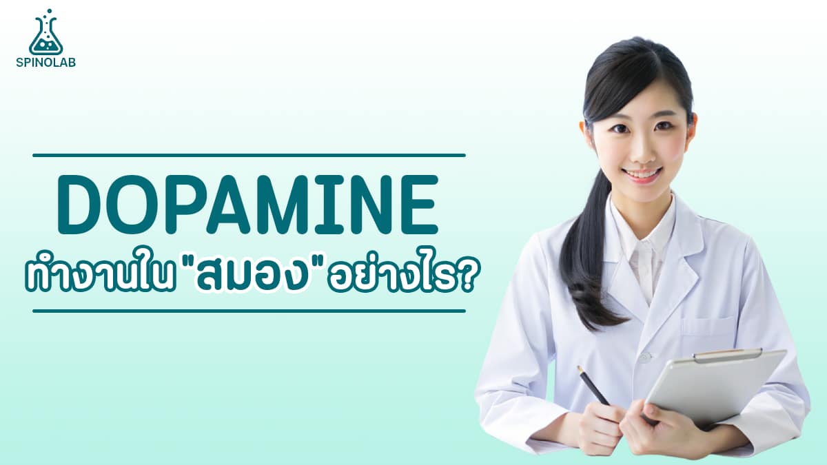 Dopamine-ทำงานในสมองอย่างไร